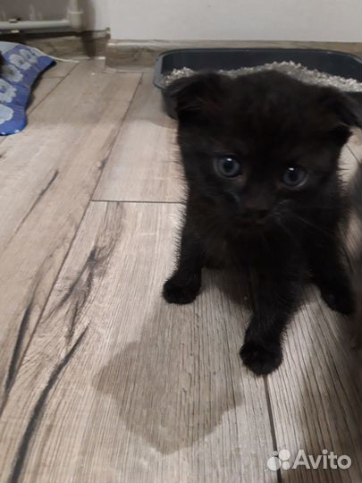 Ищем дом для котенка