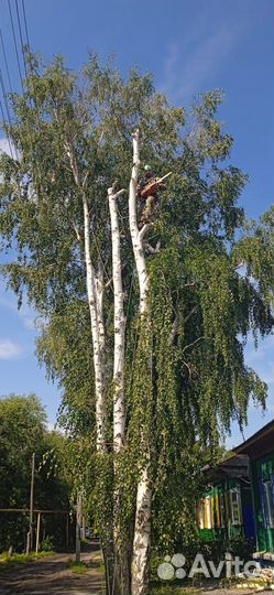 Спил деревьев