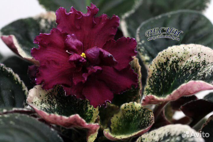 Фиалка сортовая рс Единственная, рс Дракула