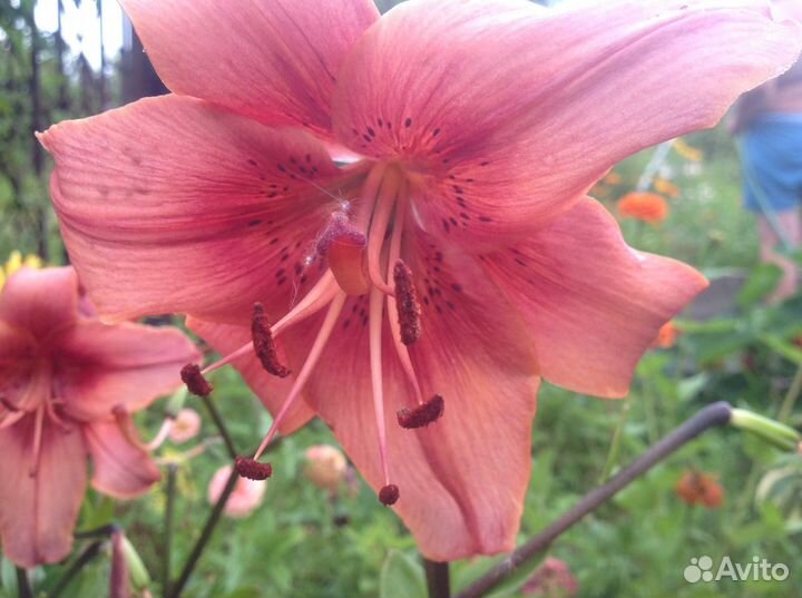 Лилии многолетние