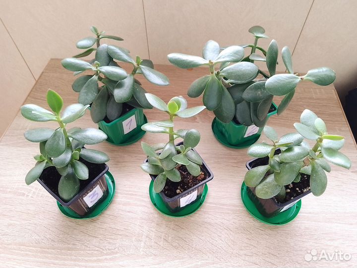 Алоэ и толстянка