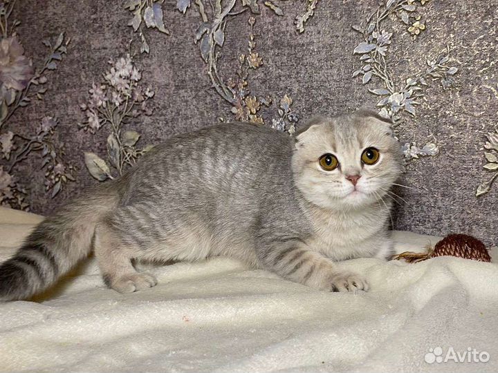 Вислоухий шиншиленок голубой на золоте