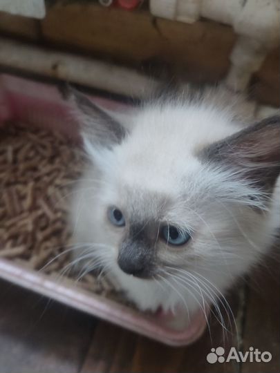Голубоглазые котятки