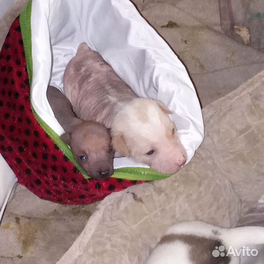 Мексиканская голая собака