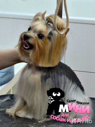 Стригу собак и кошек