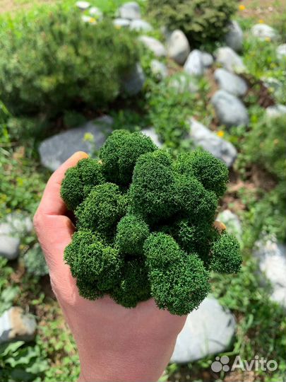 Стабилизированный Мох: Большой выбор цветов, Серый