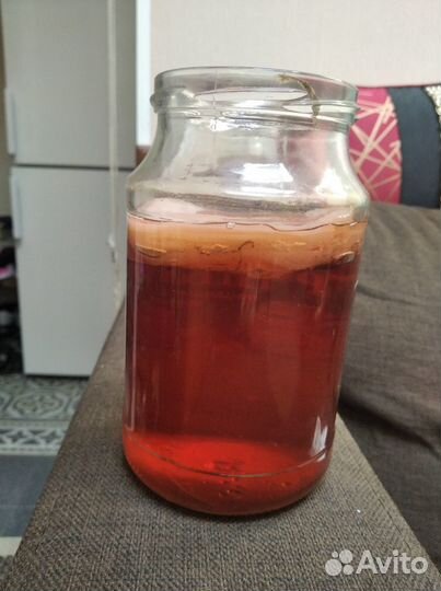 Чайный гриб