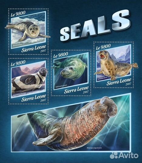 Сьерра-Леоне, 2017. (srl17918) Фауна, морские коти