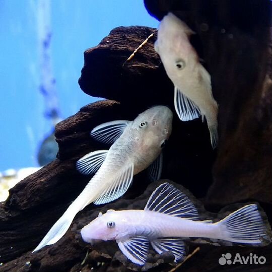 Снежок L144 Снежно Белый Анциструс сомик прилипала