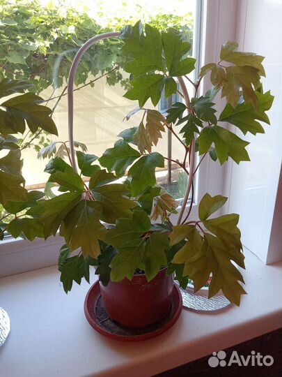 Комнатные цветы