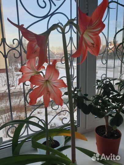 Гиппеаструм