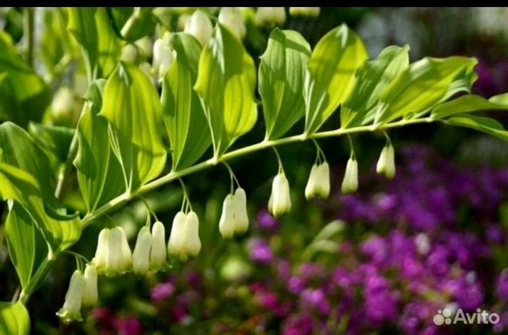 Растение Купена