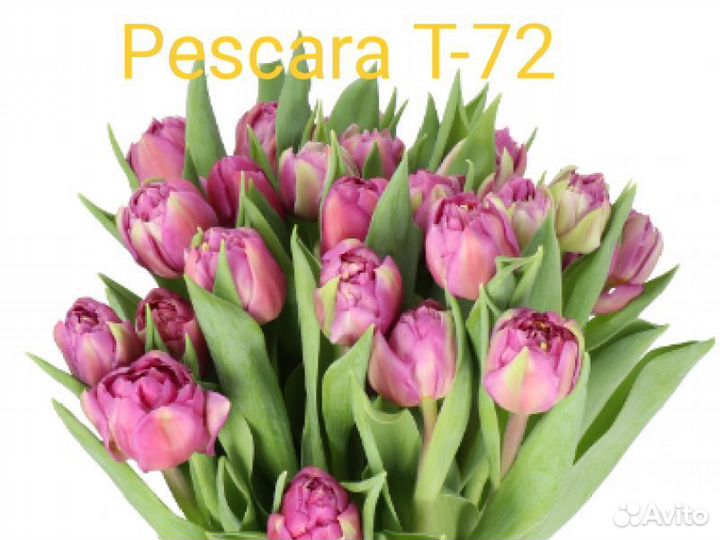 Луковицы тюльпанов после выгонки (альбом 4)