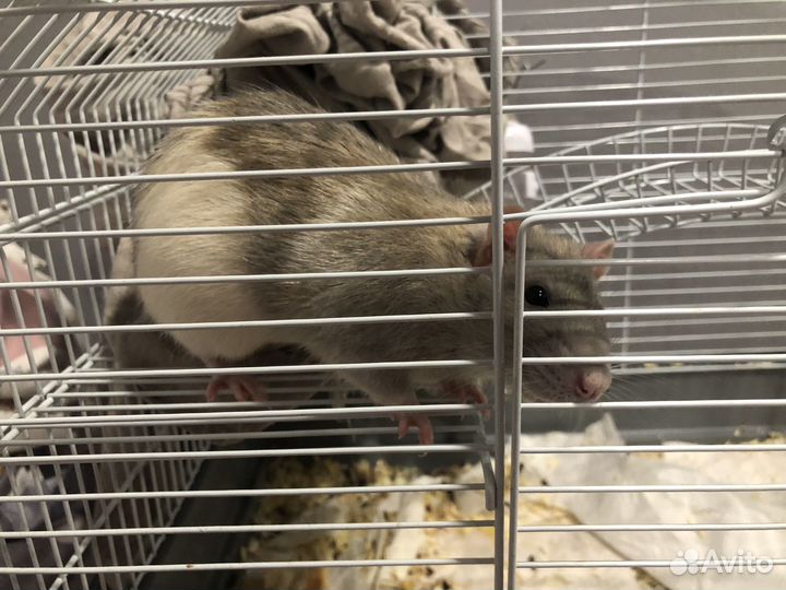 Продам Крысу