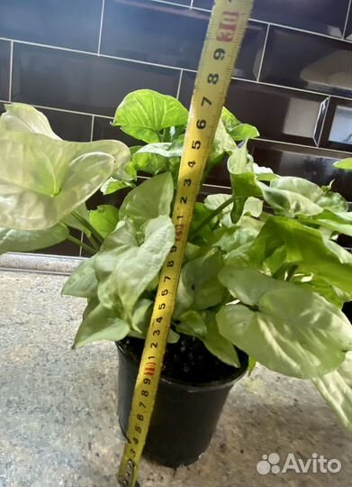 Сингониум White