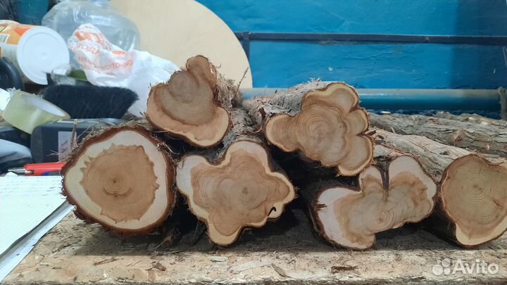 Можжевельник