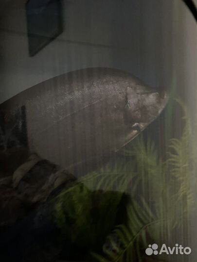 Индийский Нож (Chitala Ornata) аквариумная Рыбка