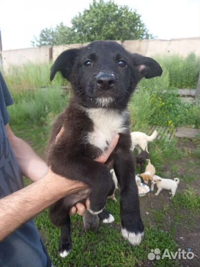 Щенок мальчик