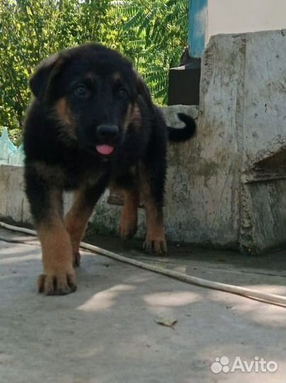 Чистокровные щенки овчарки