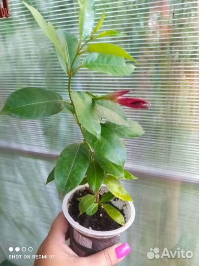 Диплодения