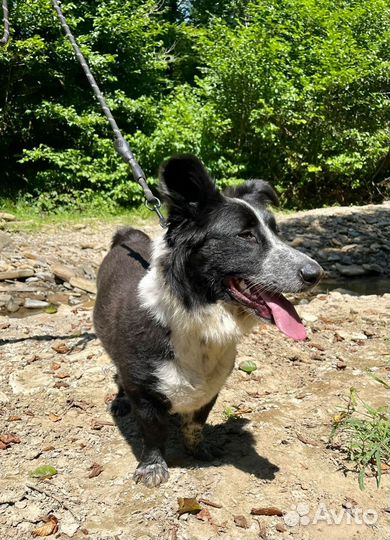 Бордер колли метис