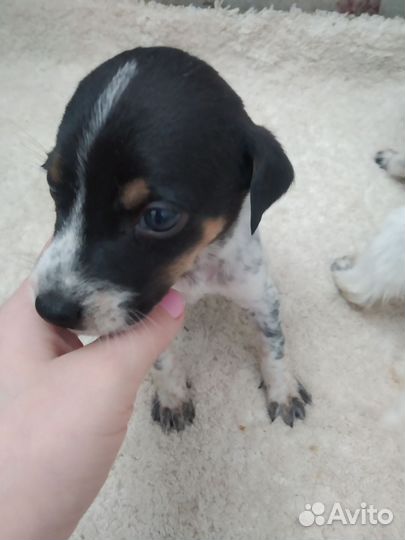 Собака в добры