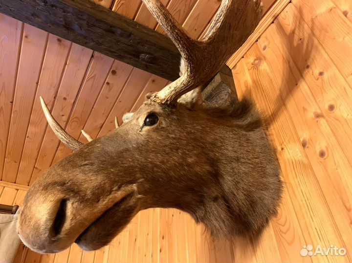 Чучело головы лося
