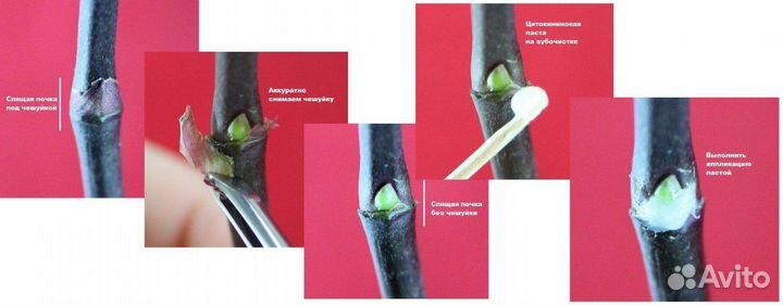 Цитокининовая паста 1.5 мл