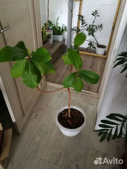 Растение в офис