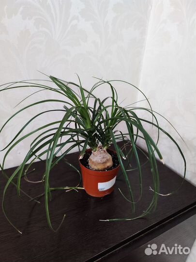 Бокарнея нолина