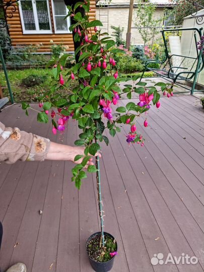 Фуксия на штамбе