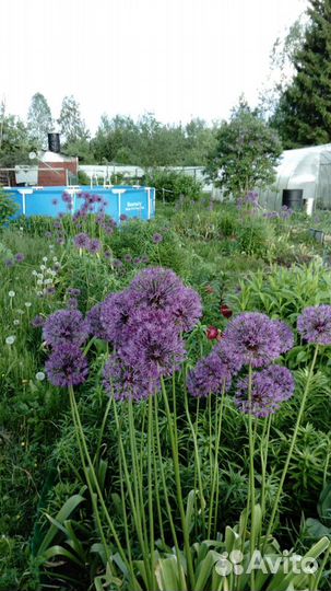 Лук Суворова