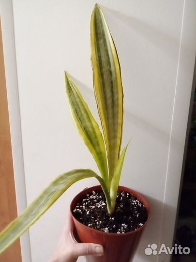 Сансевиерия Сансевиерия аубритиана лоурен