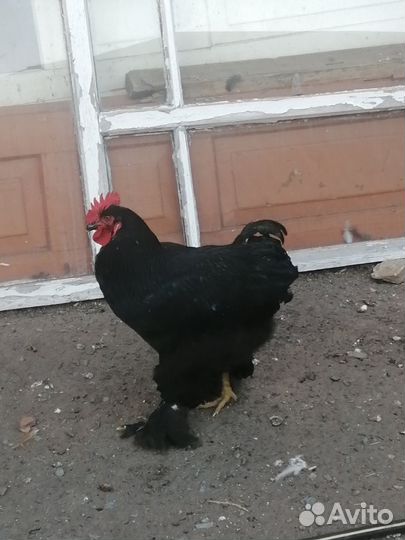 Петухи кохи на племя