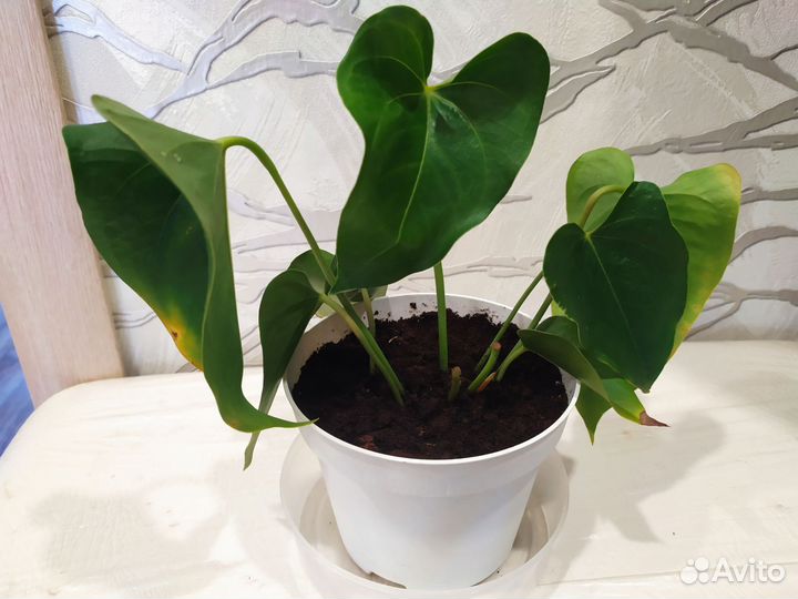 Антуриум (мужское счастье) -цветут круглый год