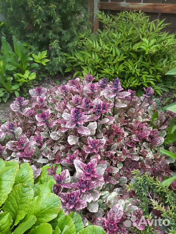 Живучка ползучая