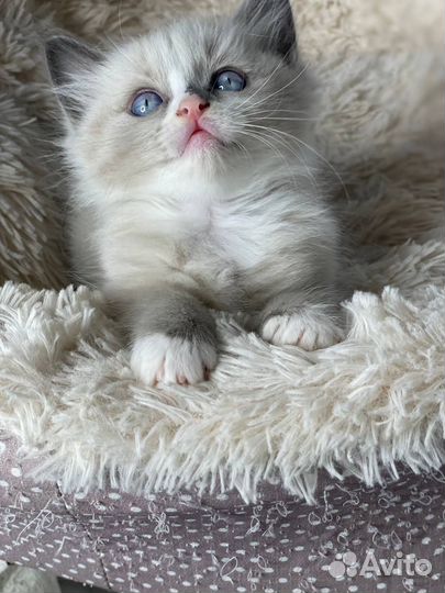 Котята рэгдолл