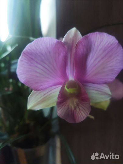 Орхидея дендробиум