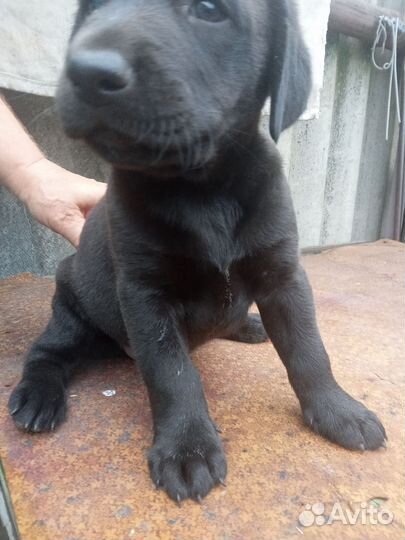 Щенок лобрадора
