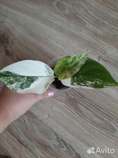 Аглаонема Siam Jade