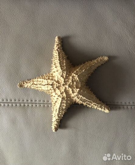 Морская звезда Карибы