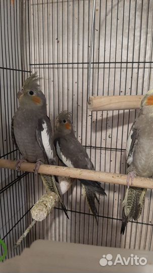 Попугай корелла птенец