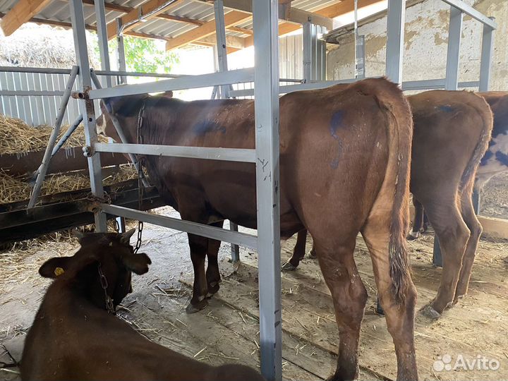 Бычки на откорм