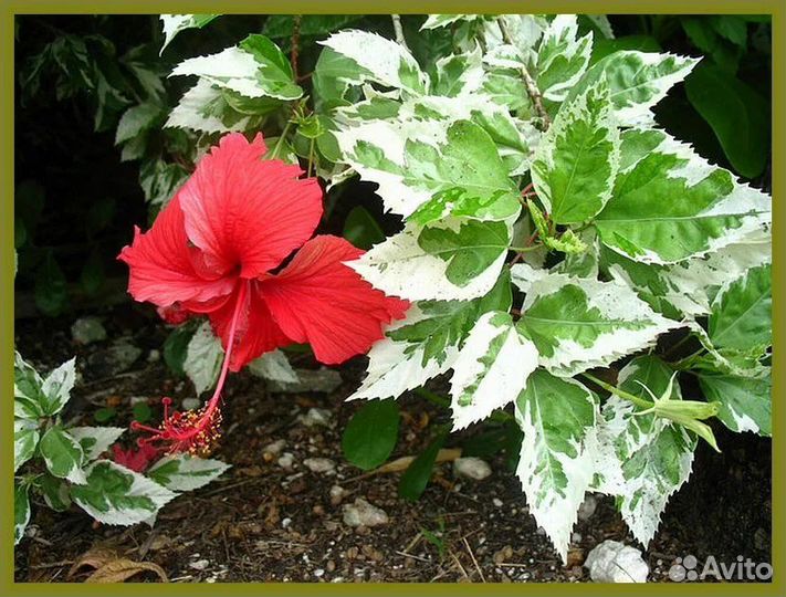 Гибискус пестролистный