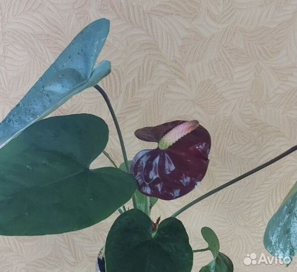 Много разных комнатных растений