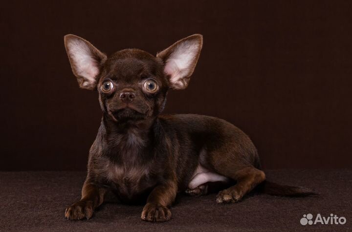 Очень красивый кукольный шоколадик