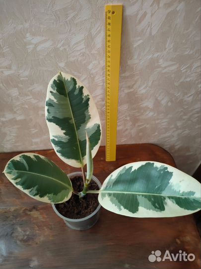 Фикус тенеке