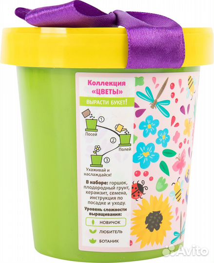 Незабудка голубая в горшке