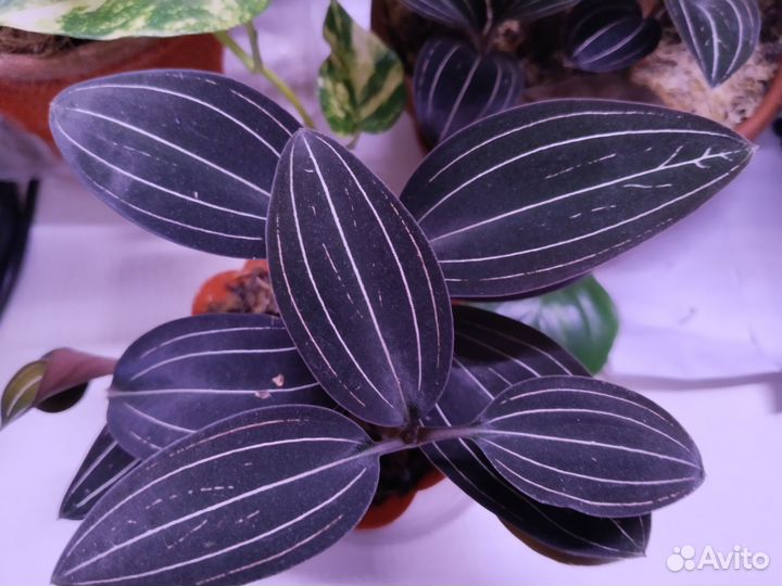 Лудизия- драгоценная орхидея. 6 отростков