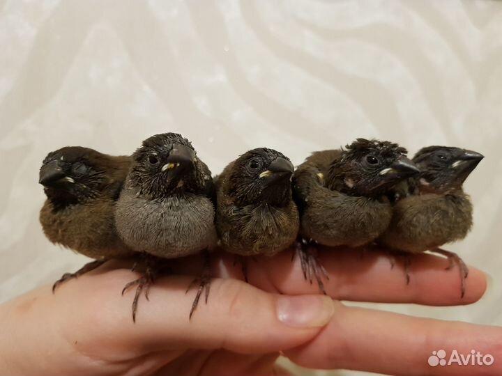 Самка японской амадины